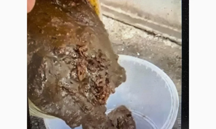 Фуз олиственный в продаже - фото № 1