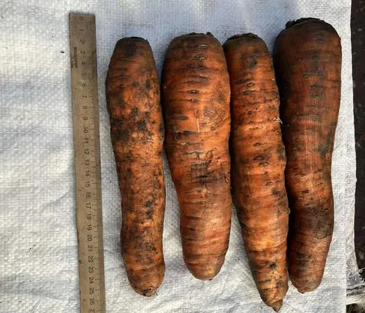 Морква на переробку на опт та в роздріб - фото № 1