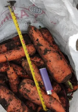 Продам моркву на переробку Кордоба та Каскад опт - фото № 1