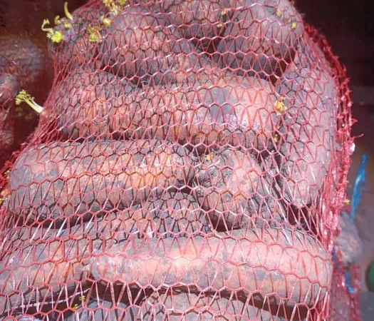 Морква на переробку та квашена капуста - фото № 1