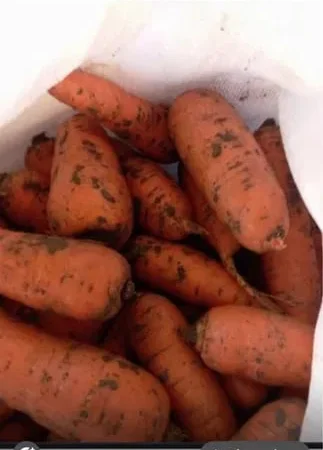 Продам моркву на переробку оптом - фото № 1