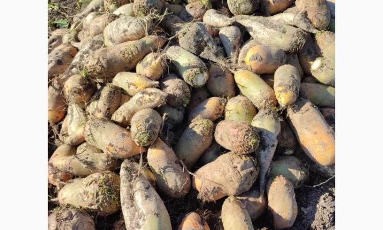 Продам кормовую свеклу - фото № 1