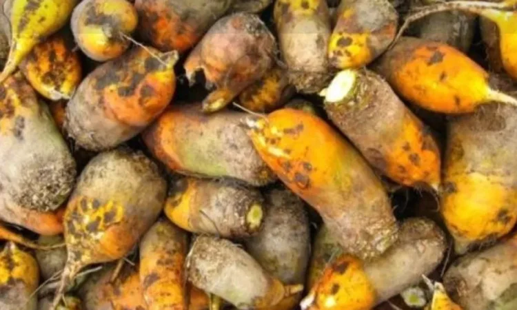 Свекла кормовая - фото № 1