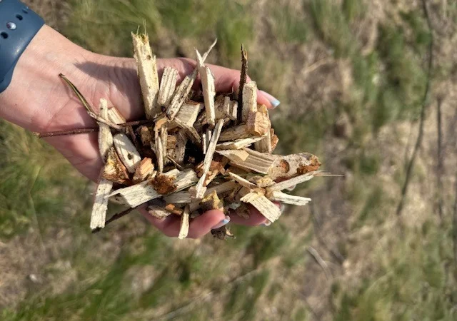 Щіпа з хвойних та листяних порід дерев - фото № 2