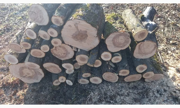 Дрова яблуні для опалення та мангала - фото № 1