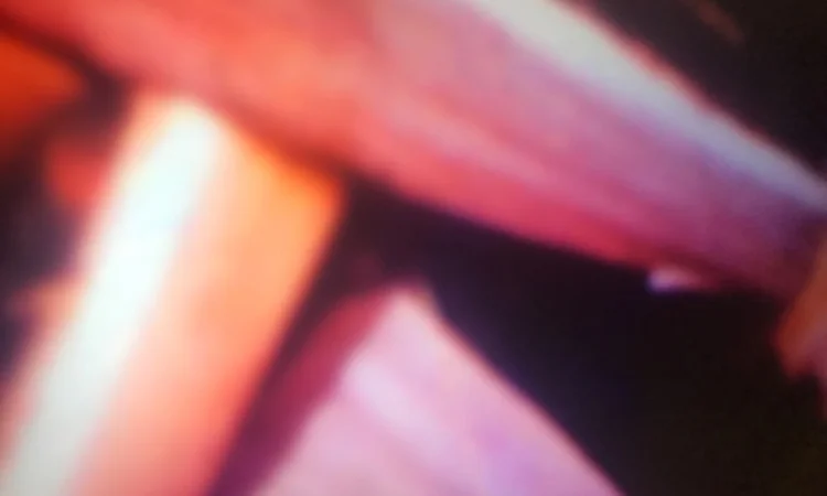 Колотые дубовые дрова с доставкой по Харькову и окрестностям - фото № 2