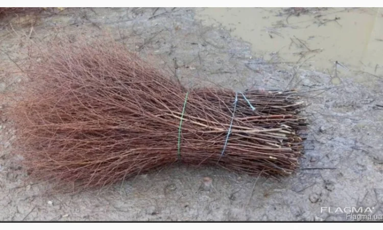 Куплю березовую ветку от 10 тонн - фото № 1