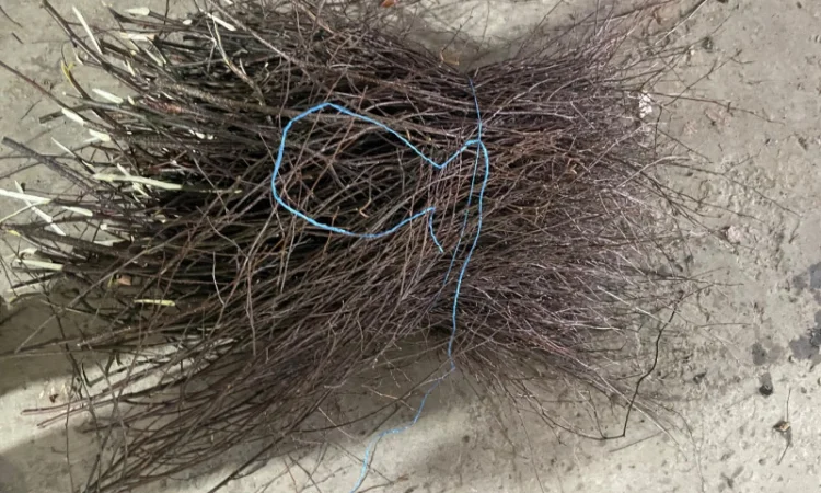 Куплю березовую ветку от 10 тонн - фото № 3