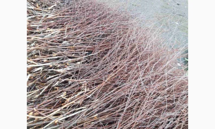 Куплю березовую ветку от 10 тонн - фото № 4