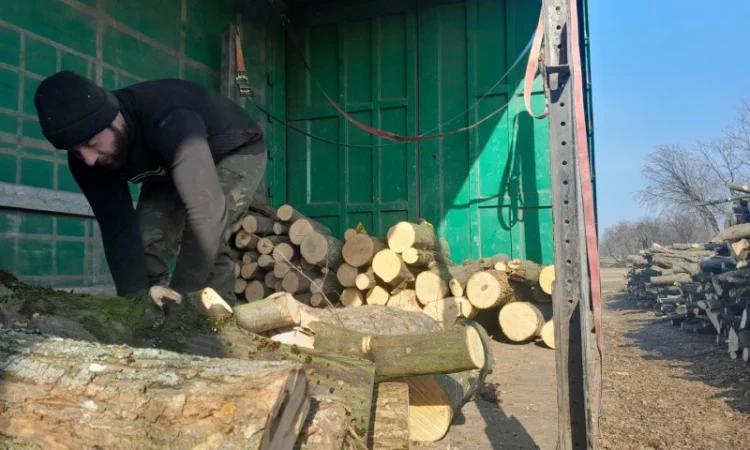 Дрова дубові метрові та колоті у продажу - фото № 2