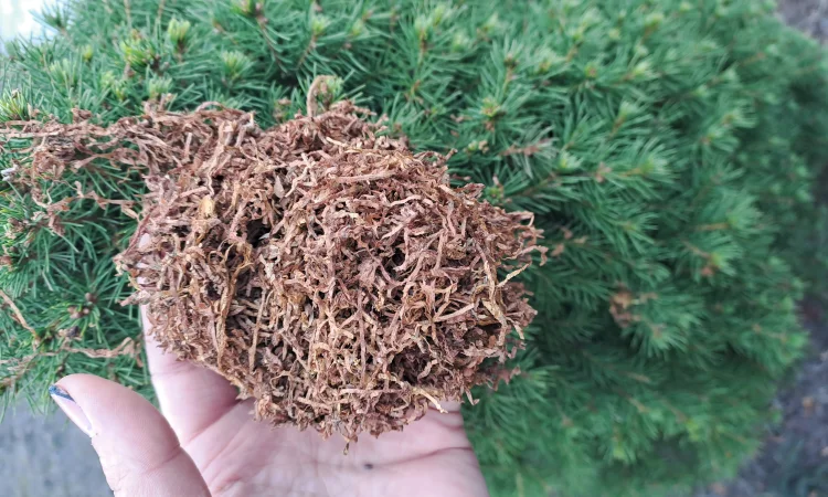 Тютюн - фото № 2