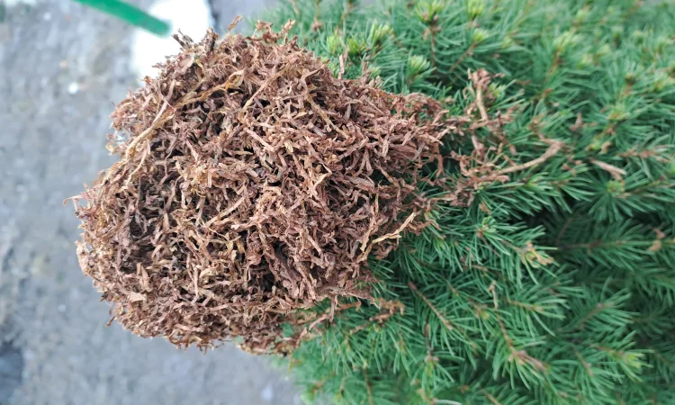 Тютюн - фото № 1