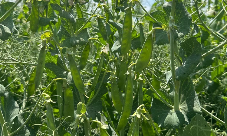 Насіння зеленого гороху Імпульс - фото № 1