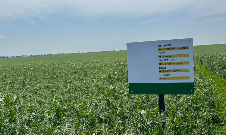 Насіння жовтого гороху Астронавт - фото № 1