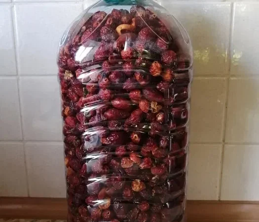 Шипшина Шиповник, 200 грн за 1 кг, урожай 2025 року - фото № 1