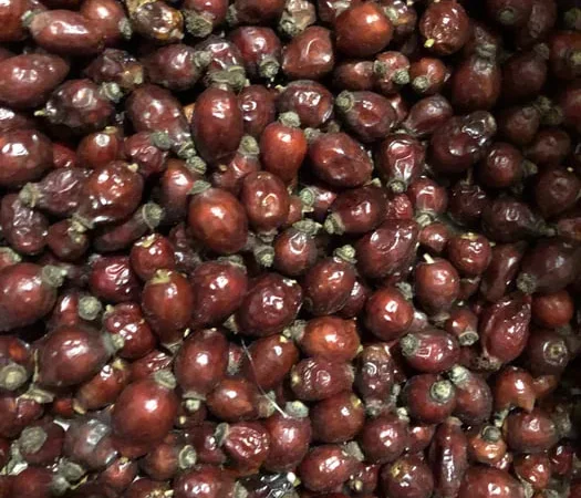 Шиповник урожаю 2025 року на продаж - фото № 1