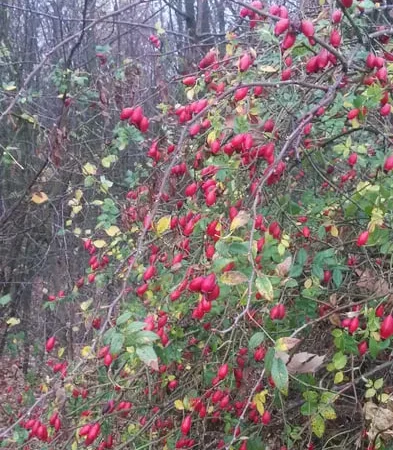 Шипшина шиповник – свіжий урожай - фото № 1