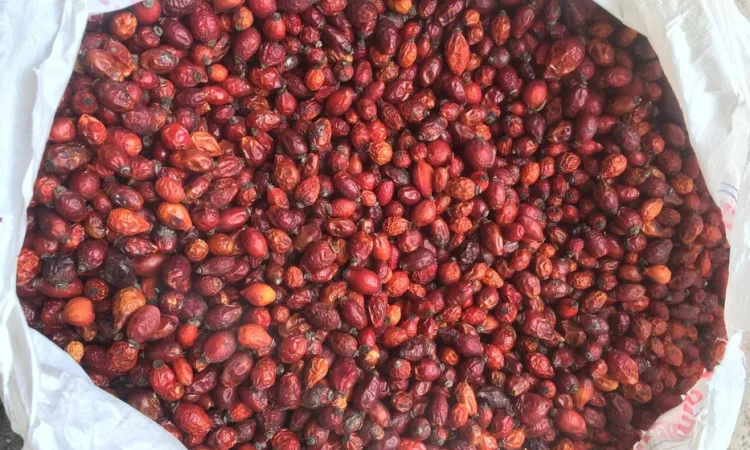 Пропонується сушена шипшина, урожай 2025 року - фото № 1