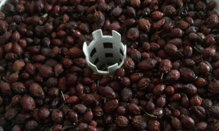 Шиповник та глід у продажу - фото № 1