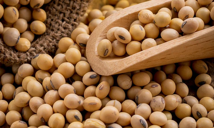 Куплю сою ГМО та кукурудзу - фото № 2