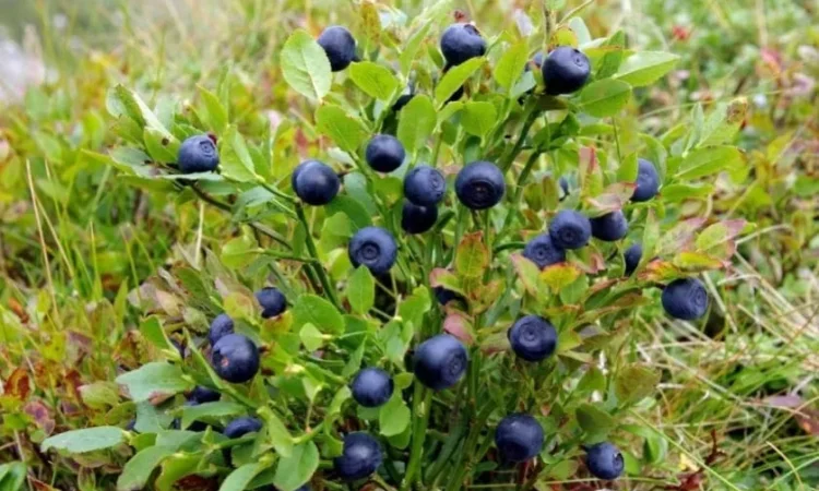 Чорниця лісова. - фото № 1