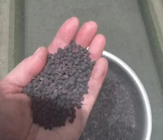 Ягоди чорниці сухої - фото № 1