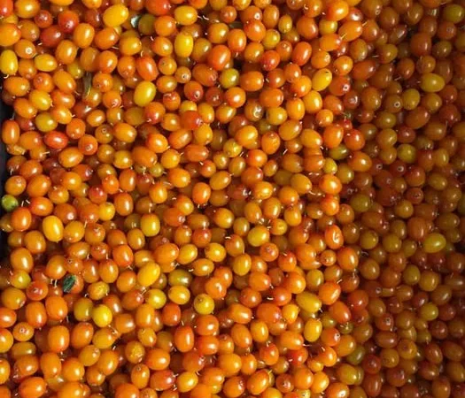 Обліпиха.Обліпиховий чай.Без термообробки - фото № 1