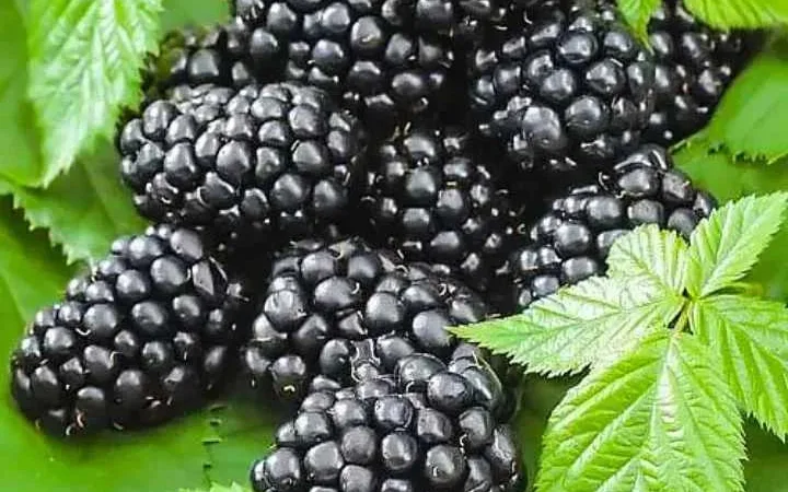 Ожина, смородина, агрус, дерен – заморожені ягоди - фото № 1