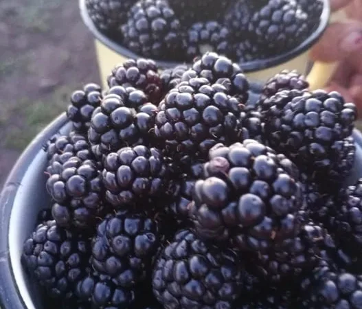 Продаж великої солодкої ожини - фото № 1