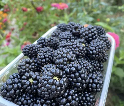 Домашня крупна ожина на продажу - фото № 1