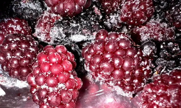 Ожина та малина заморожені 2025 року - фото № 1