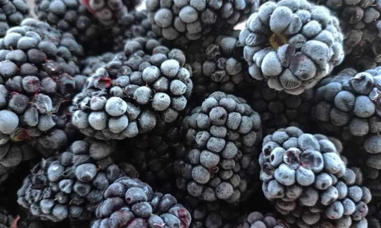 Заморожена ожина - якість та свіжість - фото № 1