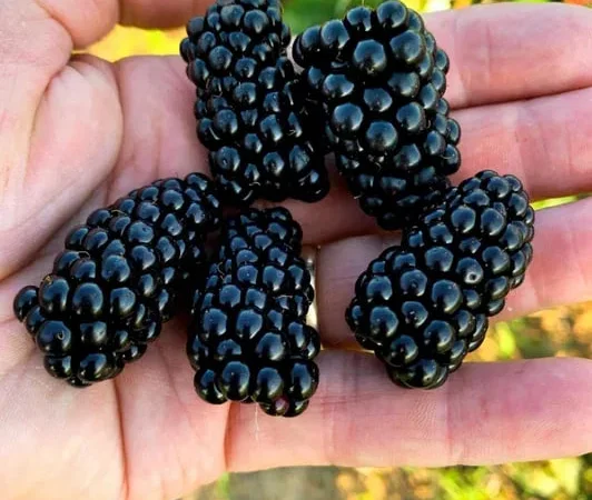 Ожина з власного саду - фото № 1