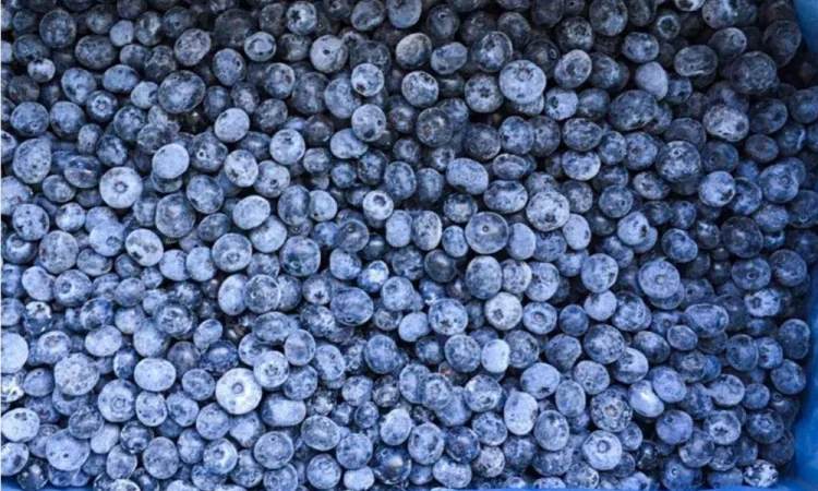 Голубика - Лохина на продажу - фото № 1