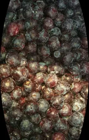 Голубика – свежие замороженные ягоды - фото № 1