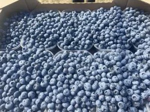Голубика оптом - фото № 1