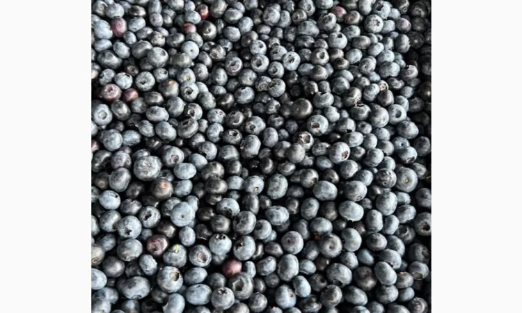 Продается замороженная лохина высокого качества - фото № 1