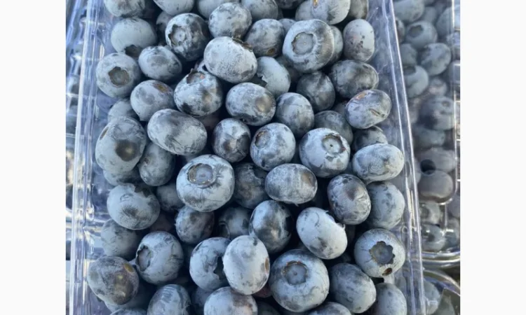 Свежая голубика 2025 ОПТ и в розницу - фото № 1
