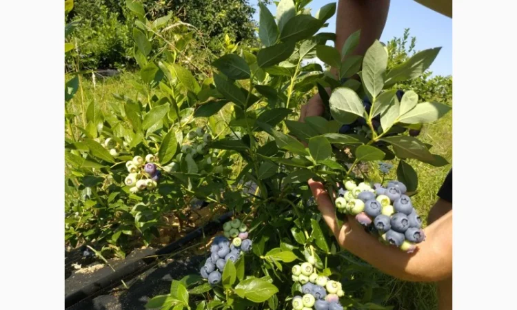 Свежая голубика 2025 ОПТ и в розницу - фото № 2