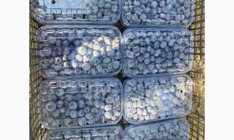 Свежая голубика 2025 ОПТ и в розницу - фото № 3