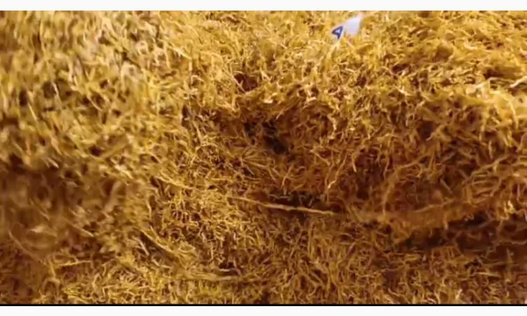 Качественный табак. Набитые гильзы Вирджиния, Берли, Винстон, Кэмэл - фото № 11