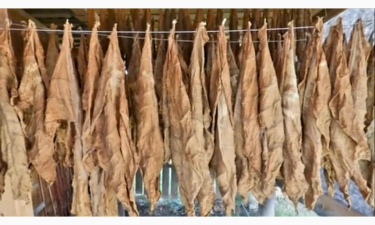 Качественный табак. Набитые гильзы Вирджиния, Берли, Винстон, Кэмэл - фото № 3