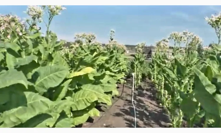 Качественный табак. Набитые гильзы Вирджиния, Берли, Винстон, Кэмэл - фото № 5