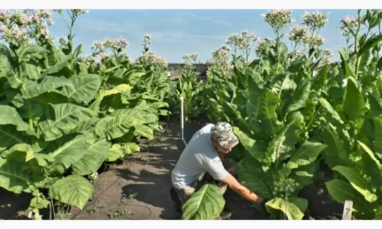 Качественный табак. Набитые гильзы Вирджиния, Берли, Винстон, Кэмэл - фото № 6