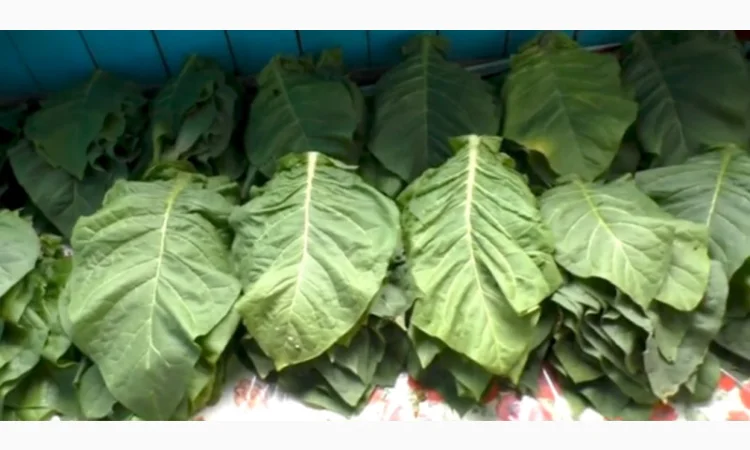 Качественный табак. Набитые гильзы Вирджиния, Берли, Винстон, Кэмэл - фото № 7