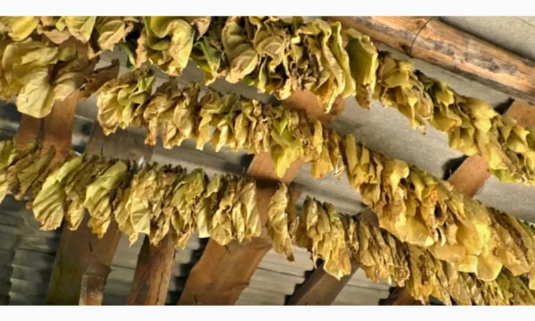 Качественный табак. Набитые гильзы Вирджиния, Берли, Винстон, Кэмэл - фото № 8