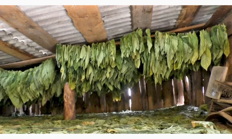 Качественный табак. Набитые гильзы Вирджиния, Берли, Винстон, Кэмэл - фото № 9