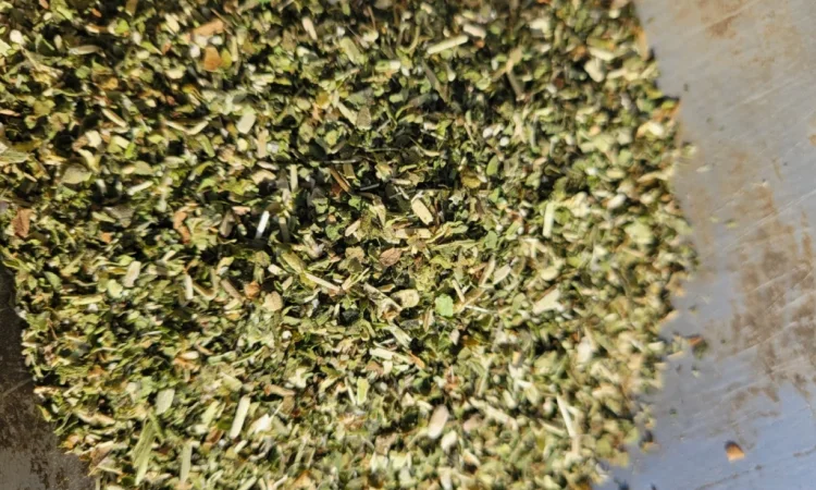 Качественная махорка - зелененький самосад - фото № 1