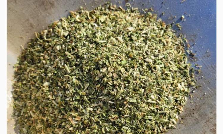 Продажа тютюна – зелёная махорка - фото № 1