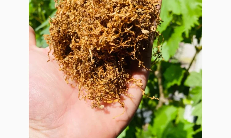 Качественный табак. Премиум качество. Герцеговина Флор - фото № 5